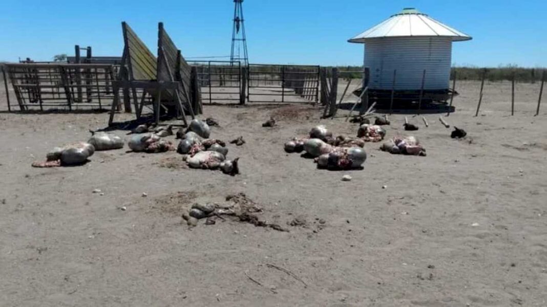 robaron-y-faenaron-19-animales,-uno-de-los-golpes-mas-fuertes-a-la-ganaderia-regional