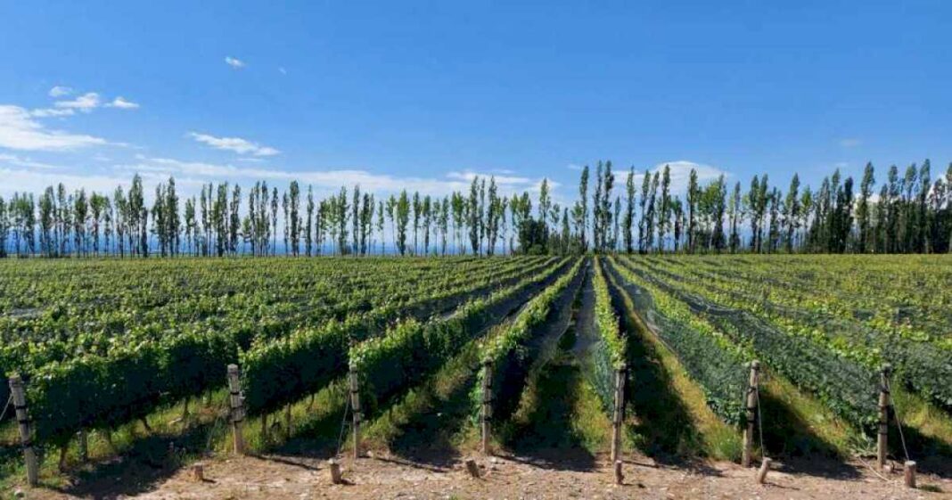 la-industria-del-vino,-en-alerta-ante-la-posible-suba-de-retenciones