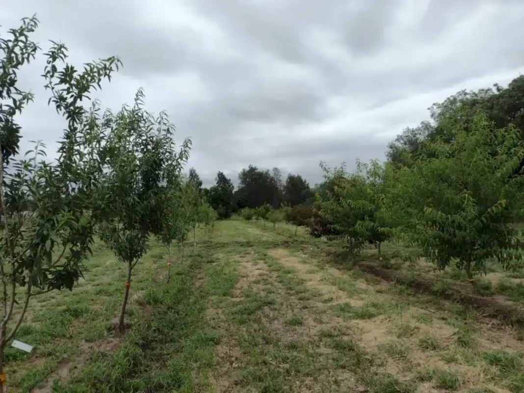 desarrollan-un-modelo-predictivo-para-evaluar-la-respuesta-de-nueces-y-almendras-a-las-altas-temperaturas