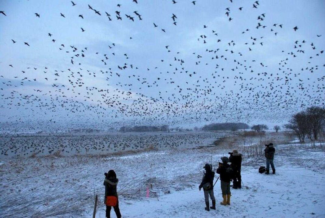 el-90%-de-las-zonas-elegidas-para-parques-eolicos-marinos-en-espana-amenazan-a-las-aves