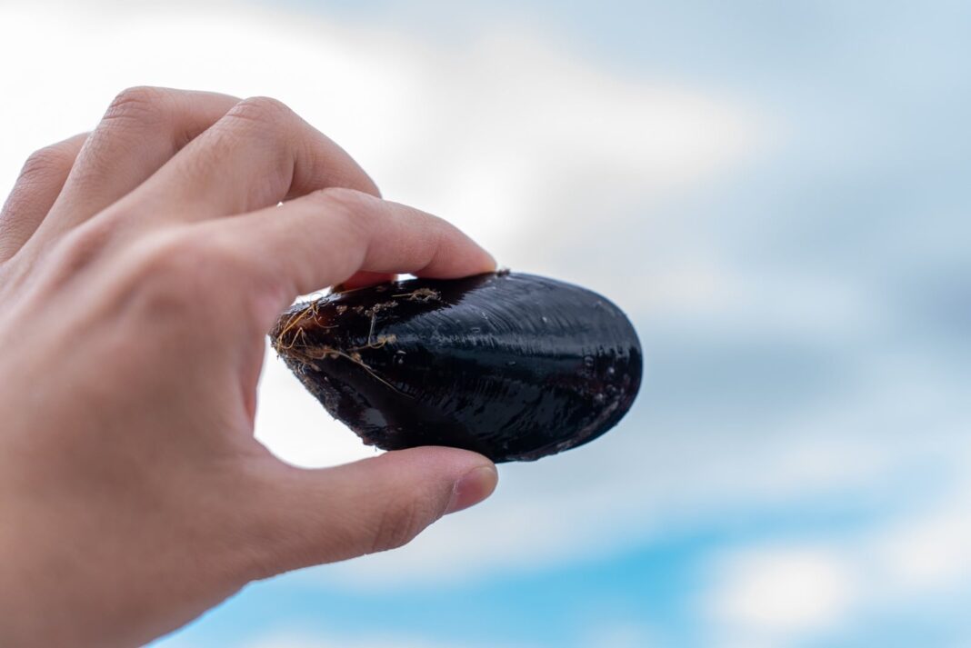 Imagen representativa de una instalación de acuicultura moderna en Argentina, con tanques o jaulas en un cuerpo de agua.