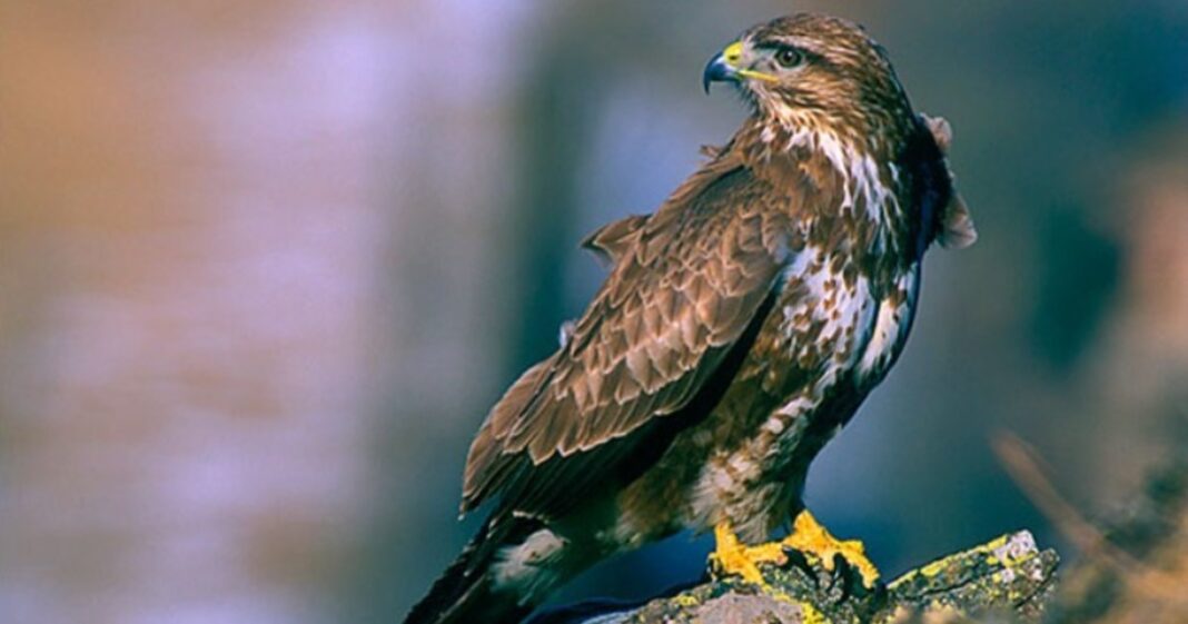 Un águila ratonera (Buteo buteo) posada en un árbol.