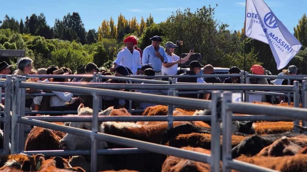 Remate de ganado en Bariloche con productores y autoridades presentes