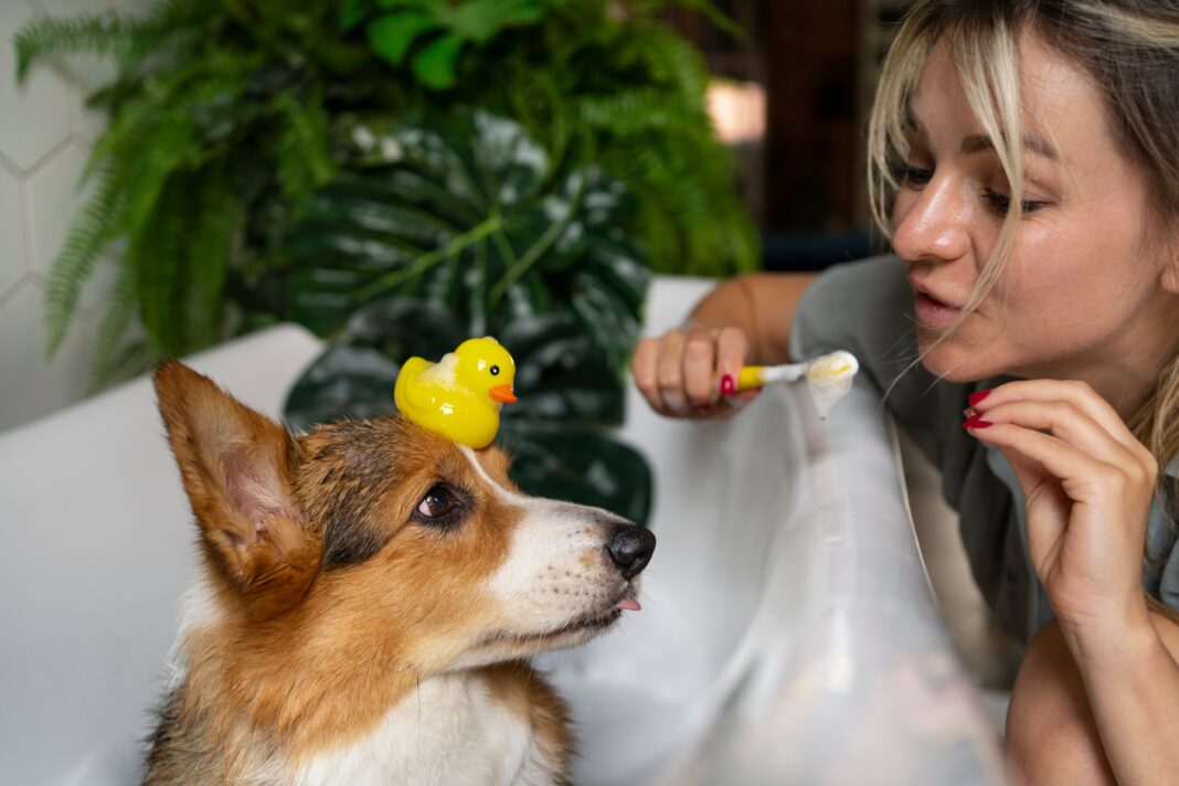 Perro siguiendo a su dueño por la casa