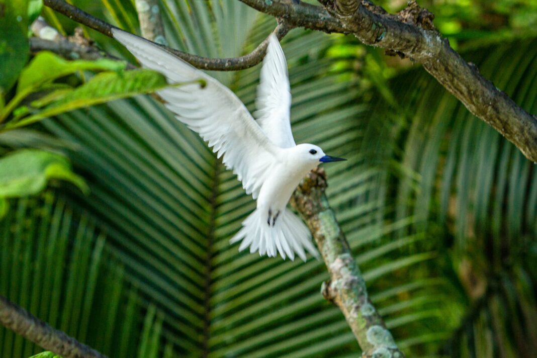 Pájaro cantando en un jardín con vegetación verde