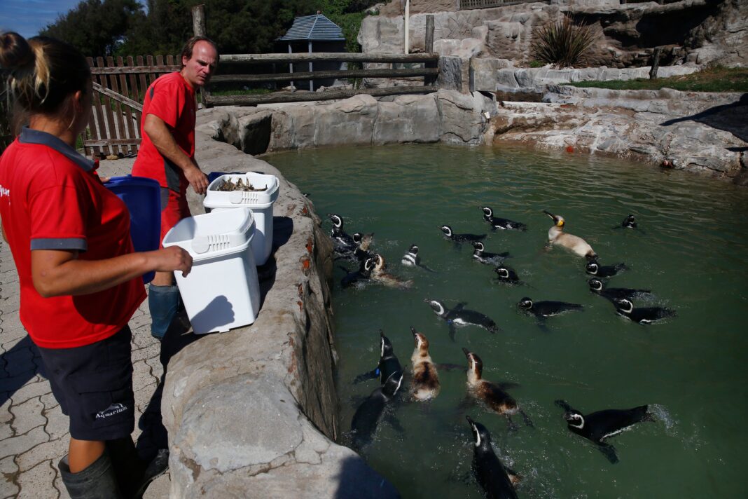 Pingüinos en el estanque del antiguo Aquarium Mar del Plata, bajo custodia judicial tras la quiebra.