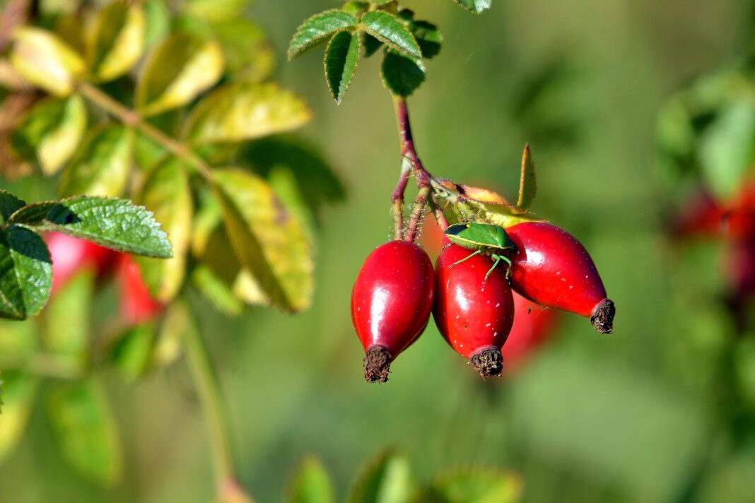 Frutos rojos de rosa mosqueta o escaramujo en un arbusto patagónico.