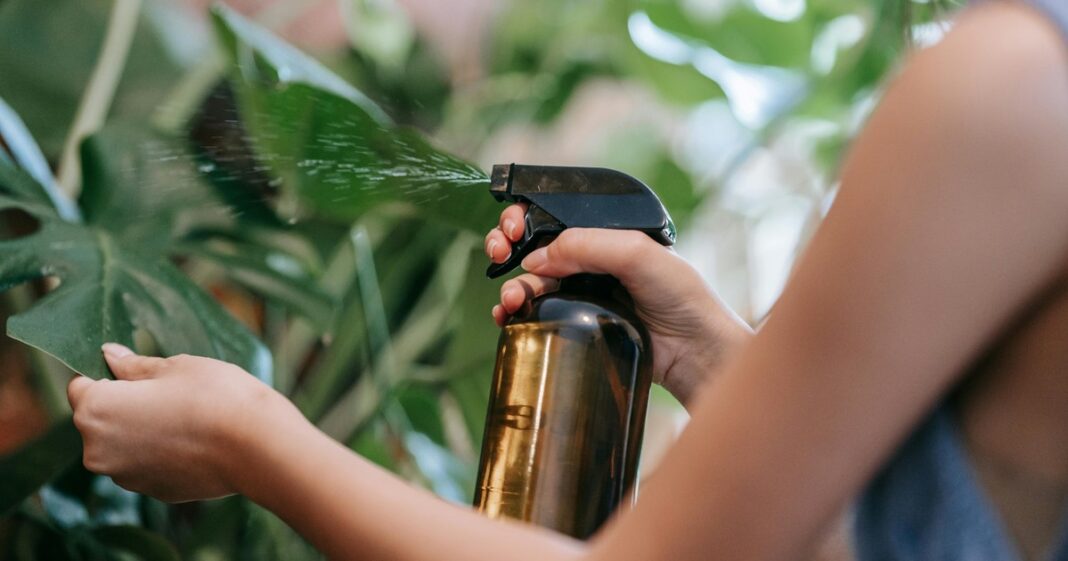 Persona rociando una mezcla casera sobre las hojas de una planta de interior.