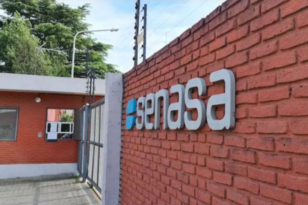 Ovejas en un campo. Investigación del Senasa por posible caso de scrapie.