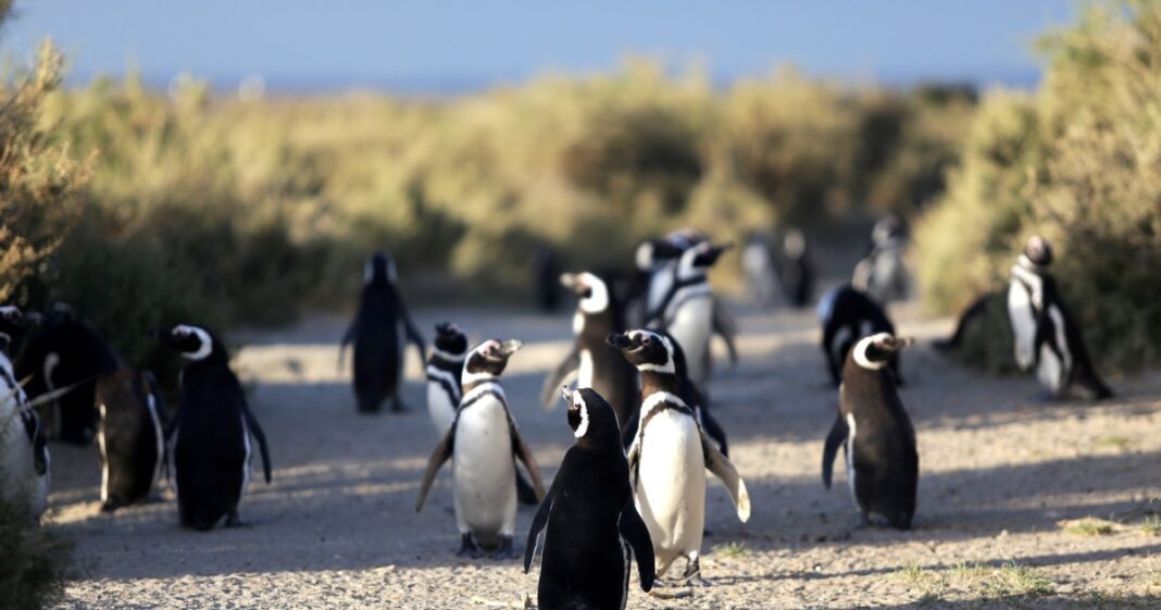 Pingüinos de Magallanes en la reserva de Punta Tombo, Chubut.