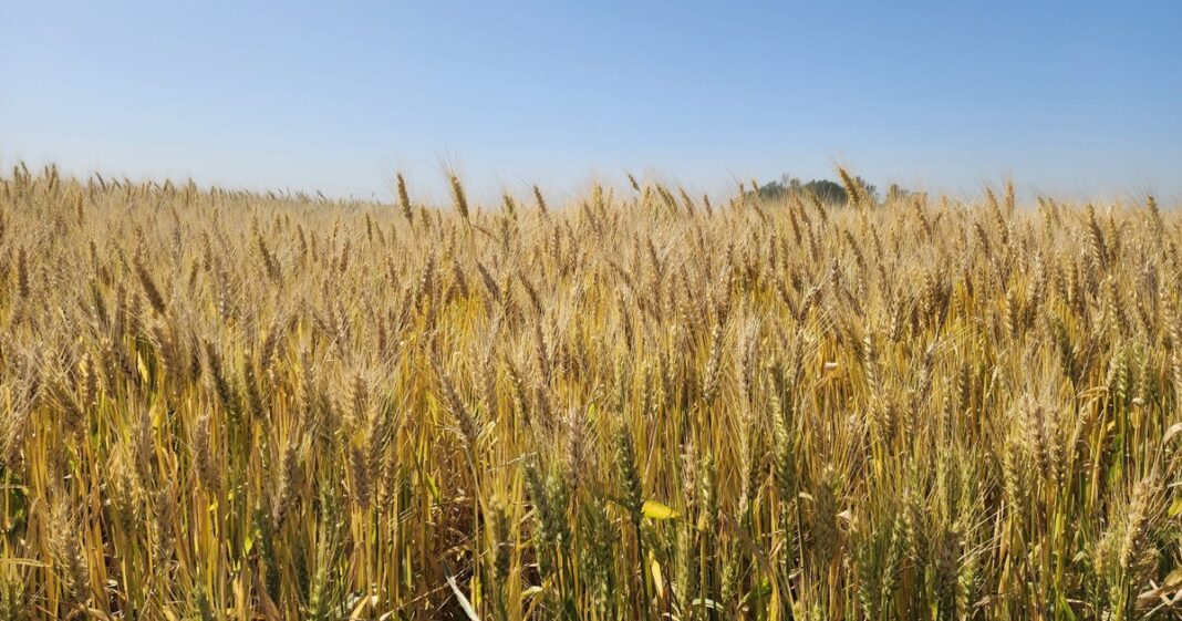 Campo de trigo en Argentina durante la siembra