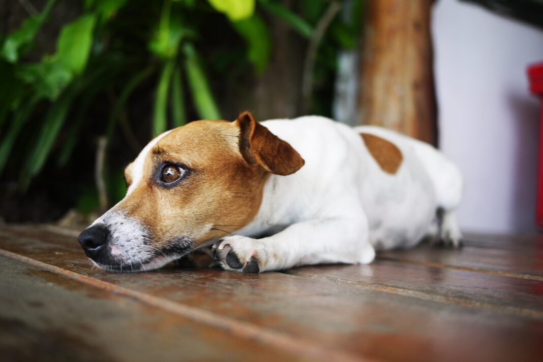 Veterinario Alfredo Molina hablando sobre abandono silencioso de mascotas