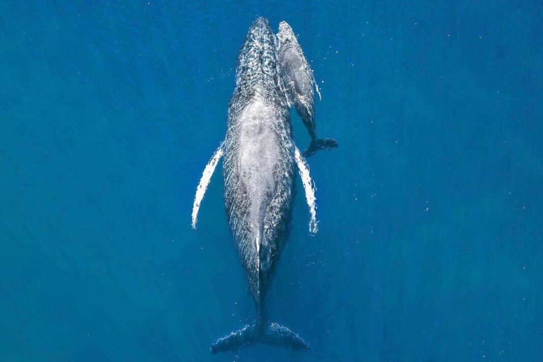 Fotografía aérea de una ballena jorobada junto a su cría en el Golfo de California