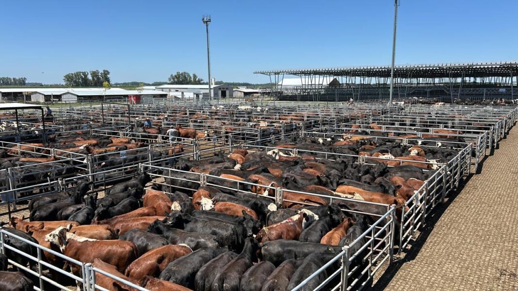 Ganado vacuno en el Mercado Agroganadero de Cañuelas