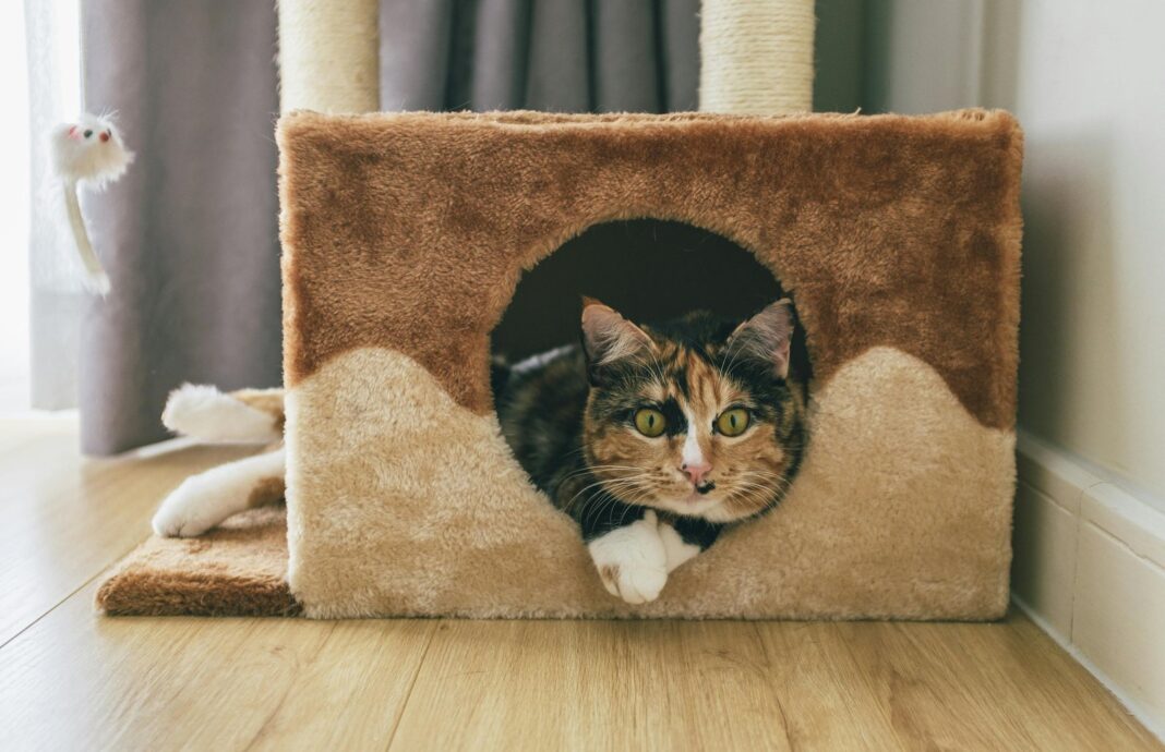 Gato descansando en el interior de una vivienda
