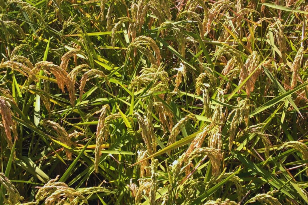 Planta de arroz con síntomas de infección viral en campo de Corrientes