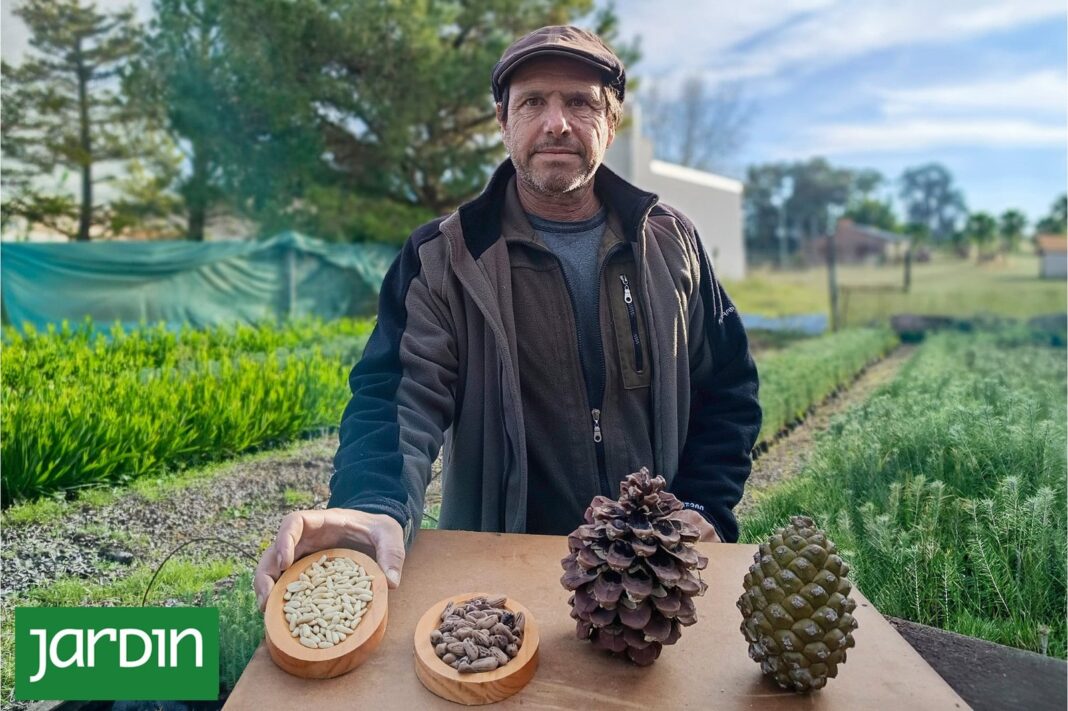 Piñas de pino piñonero en una plantación en Claromecó