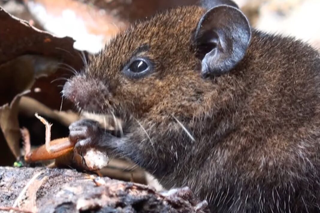 Ilustración del ratón cantor de Alston en su hábitat natural, emitiendo vocalizaciones