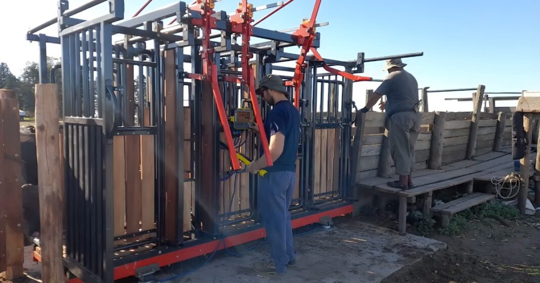 Equipo de manejo de hacienda COIMMA en un establecimiento ganadero argentino
