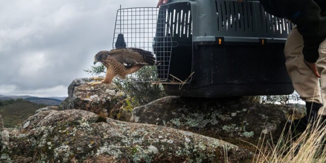 Aves silvestres liberadas en su hábitat natural en Colanchanga, Córdoba