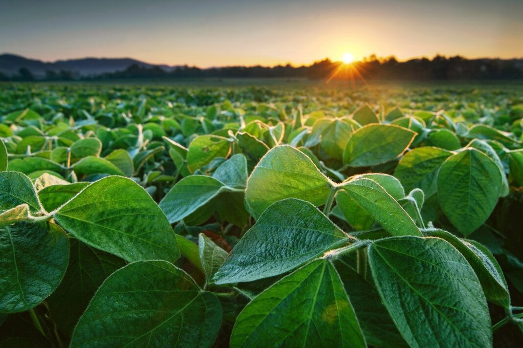 Campo agrícola con cultivos variados en la zona núcleo de producción