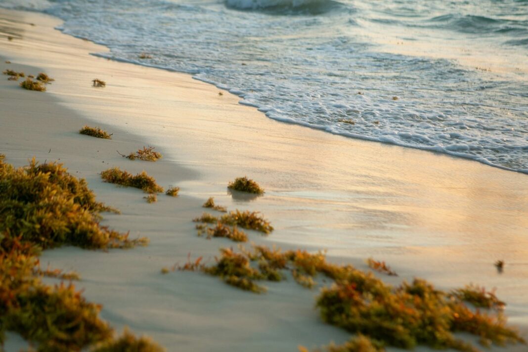 Playa de Palm Beach con arena y mar