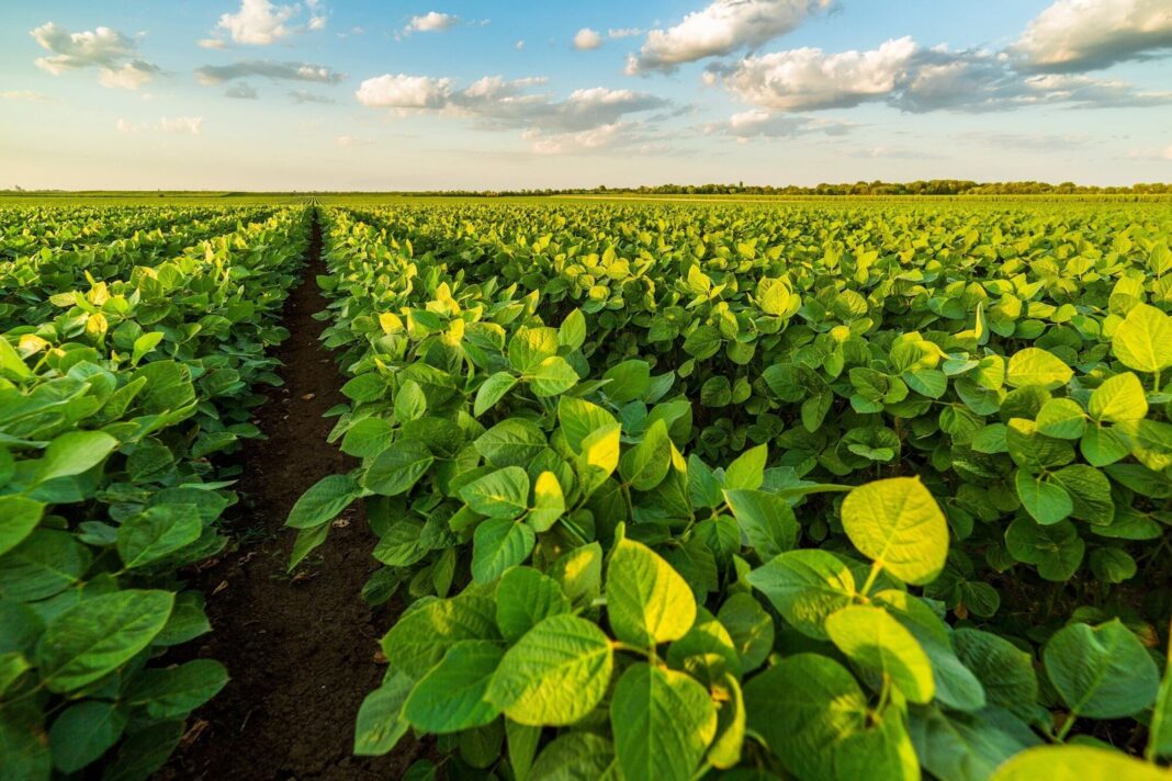 Campo de cultivo de soja