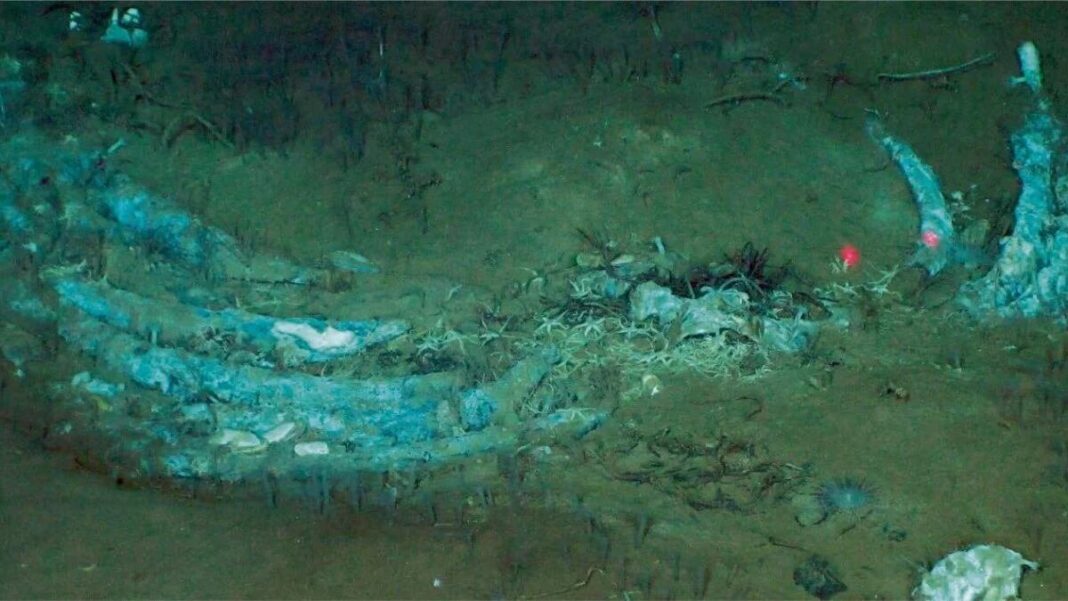 Fósiles de ballenas en el fondo marino de la zona Diamantina