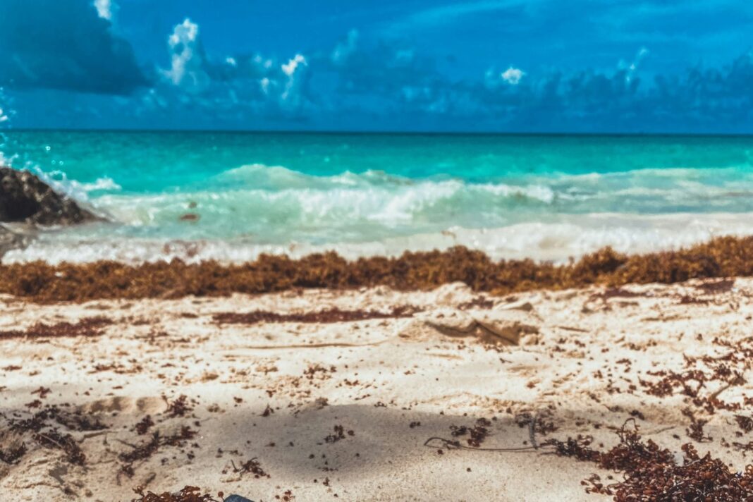 Sargazo en la costa de Florida
