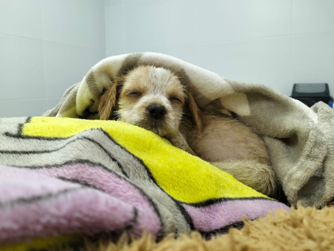 Cachorro rescatado en Núñez