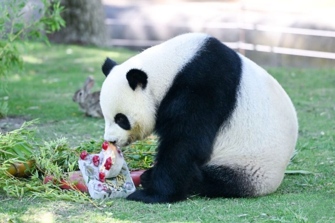 Osos pandas comiendo helados en el Zoo de Madrid durante la ola de calor