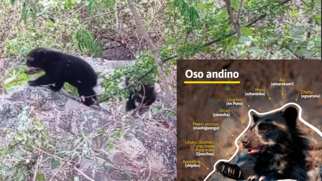 Crías de oso andino en la Reserva Ecológica Chaparrí, Lambayeque