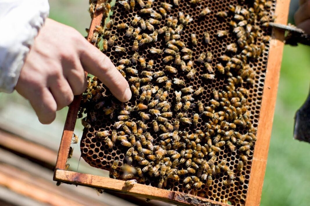 Abejas en un panal