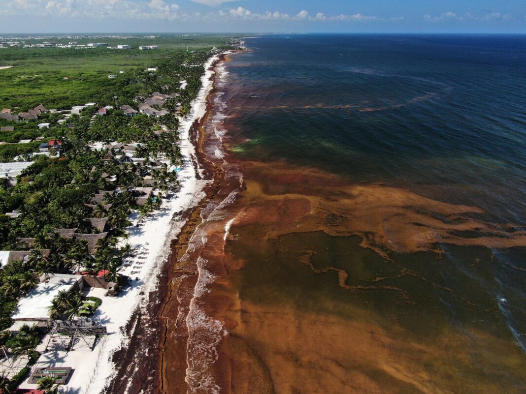 Sargazo flotando frente a las costas de Quintana Roo, México