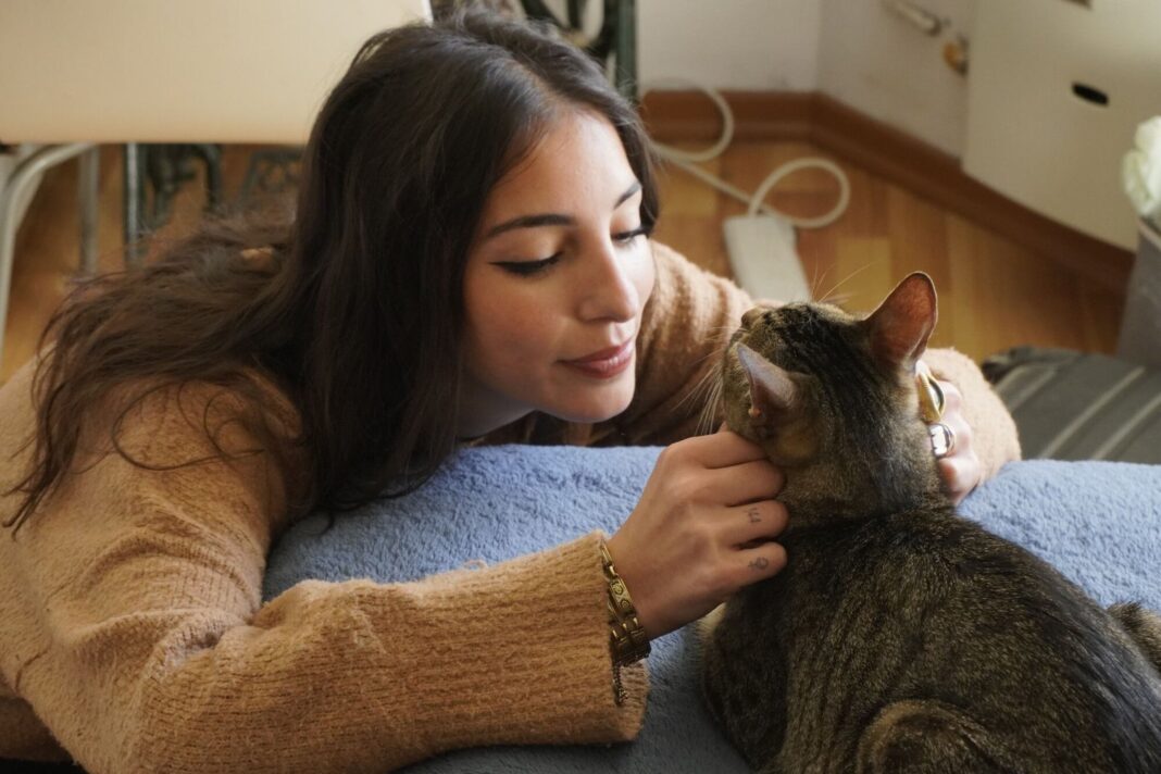 Gato doméstico acercándose a una persona