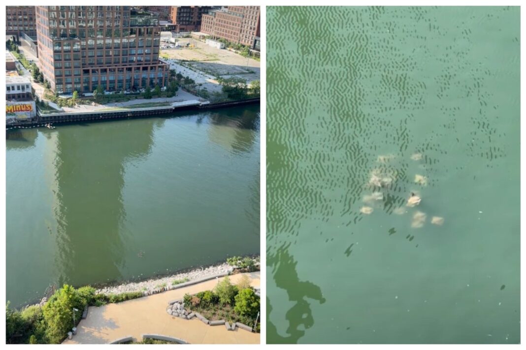 Grupo de rayas nadando en las aguas de Newtown Creek, Nueva York