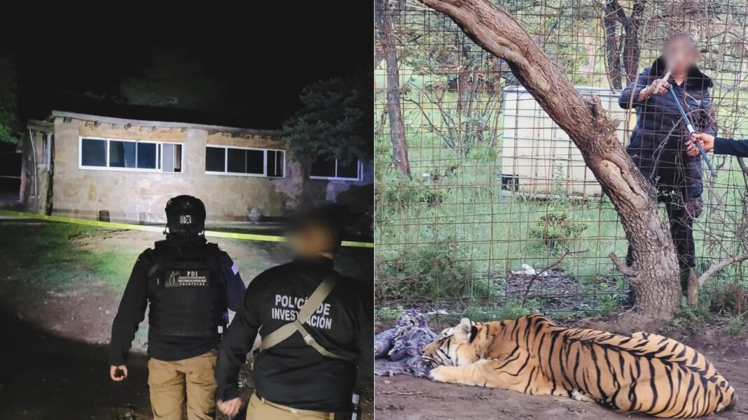 Tigre de Bengala asegurado en Fresnillo, Zacatecas