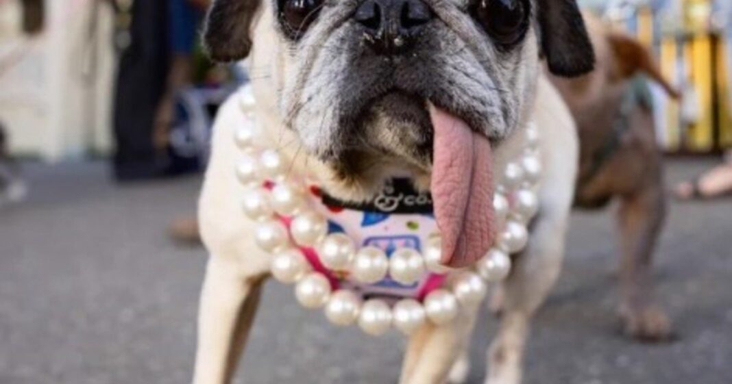 Jinny Lu, la pug ganadora del concurso del perro más feo del mundo