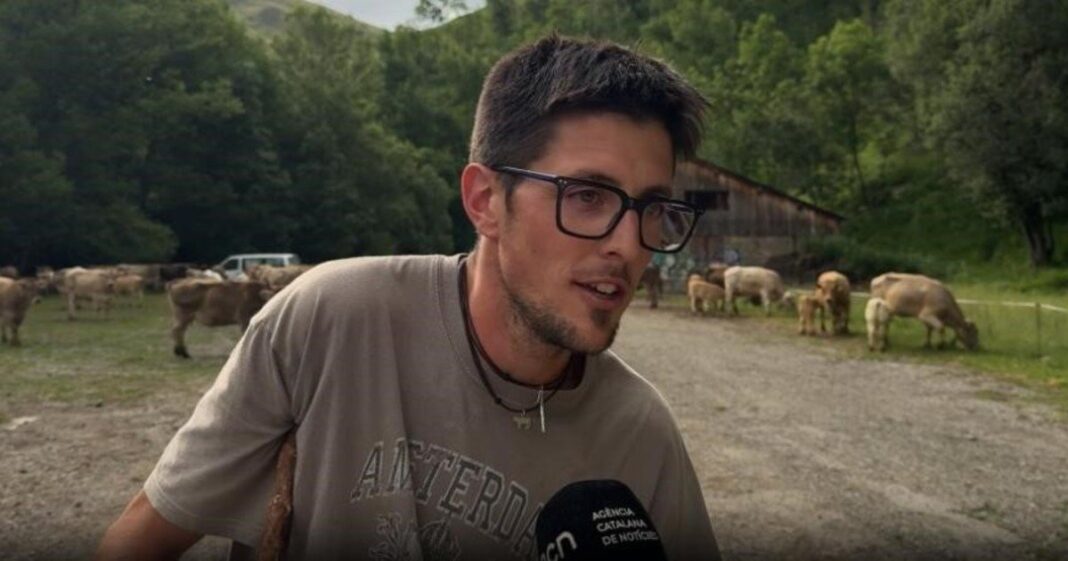 Vacas pastando en la montaña de Llessui