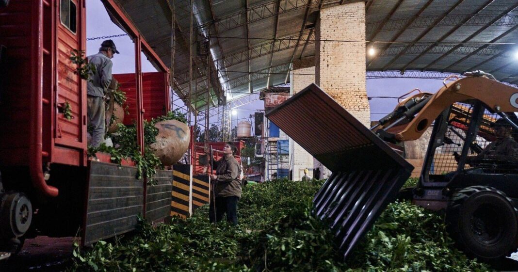 Hojas de yerba mate en una planta de procesamiento