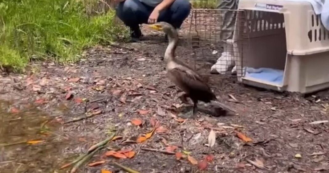Cormorán orejudo siendo liberado en la bahía de Florida
