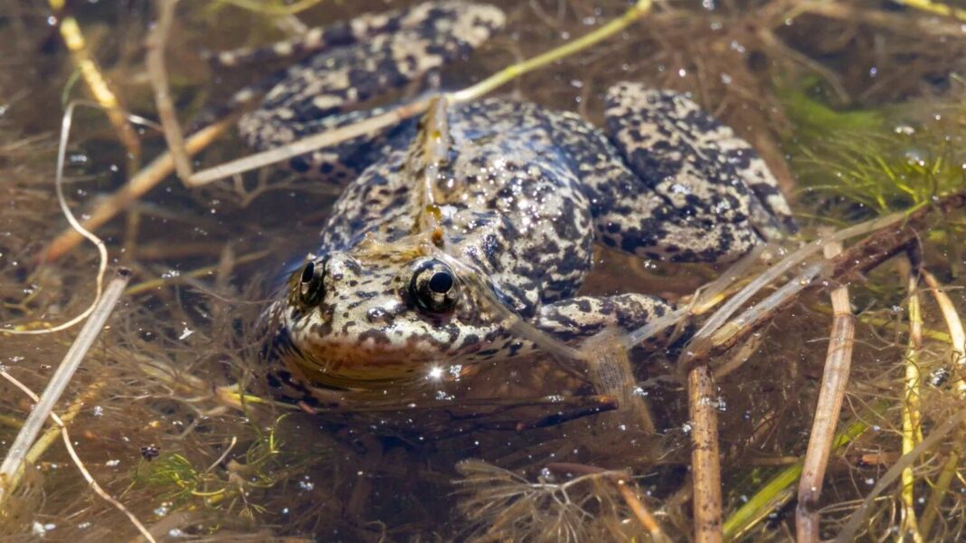 Rana amarilla de montaña del sur en su hábitat natural en California