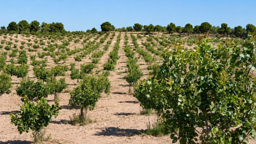 Plantación de pistachos en Argentina
