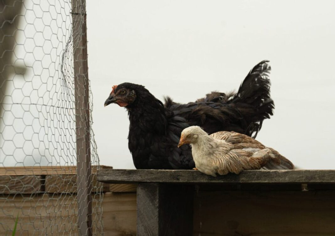 Aves de traspatio en un predio rural