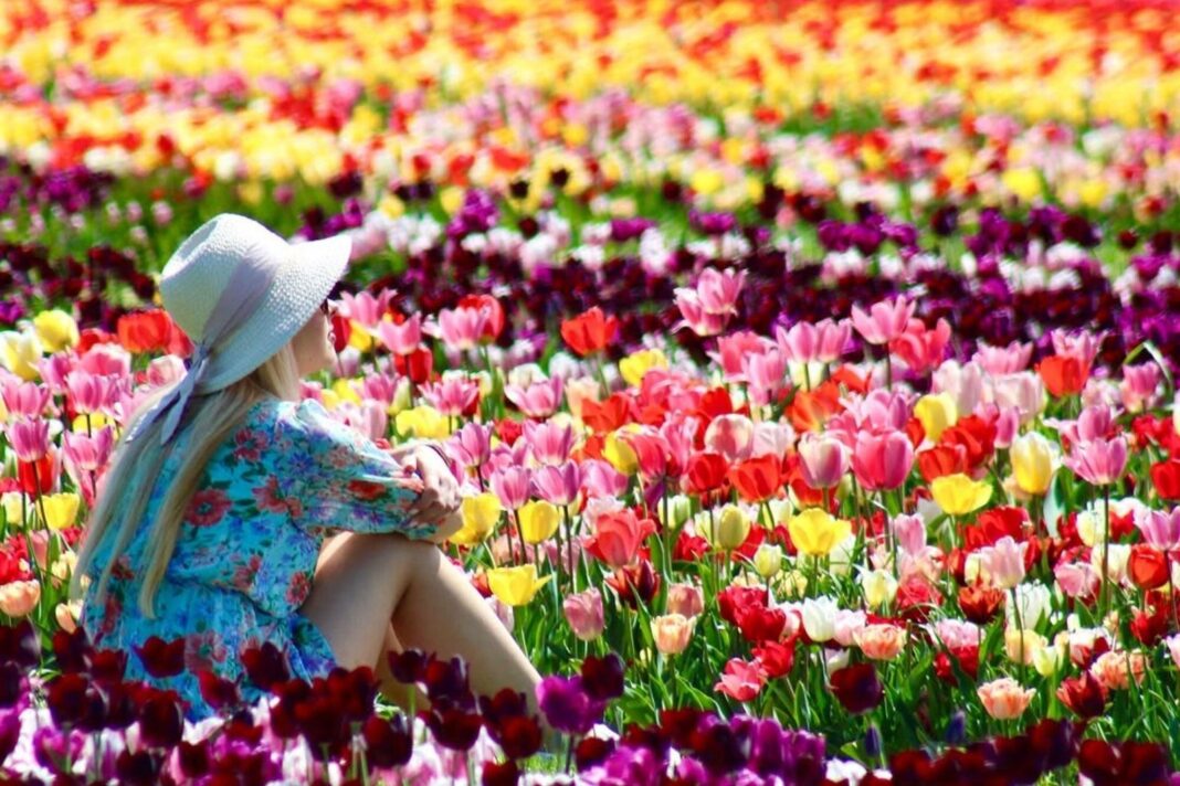 Campo de tulipanes en los Países Bajos