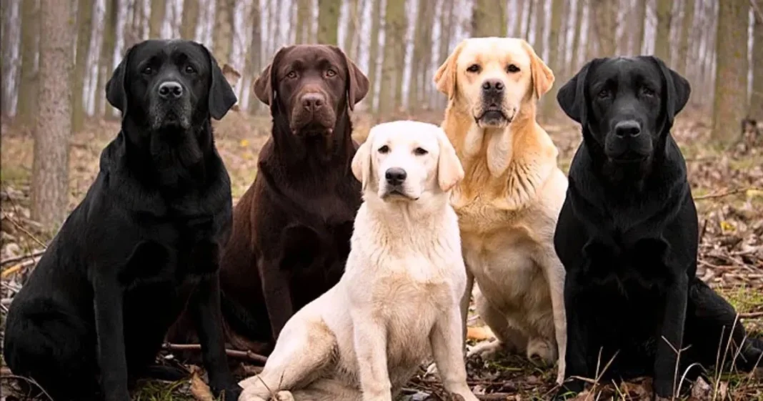 Cachorro de Labrador Retriever junto a una persona