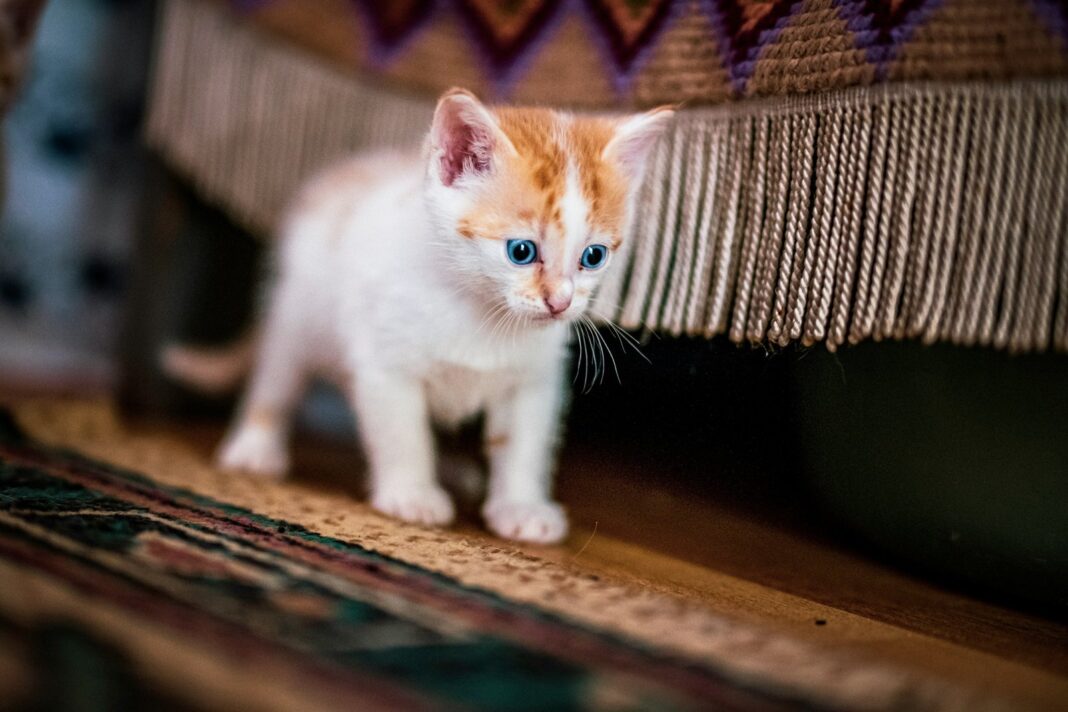 Gato doméstico recibiendo caricias de una persona