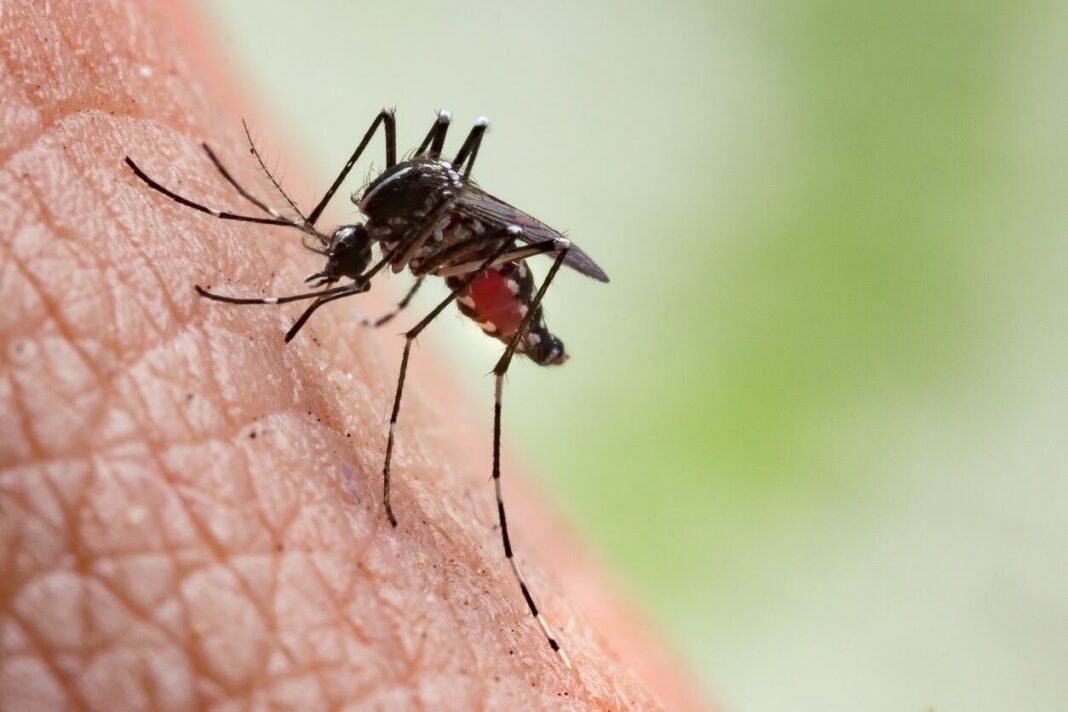 Mosquito Aedes aegypti, transmisor del dengue