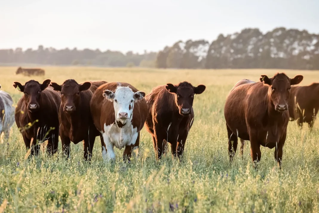 Frigorífico argentino preparando embarques de carne para exportación a Europa