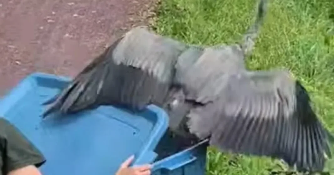Garza azulada siendo liberada en su hábitat natural